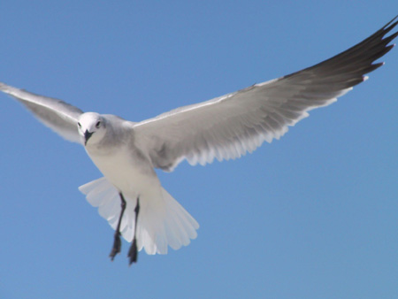 seagull.jpg
