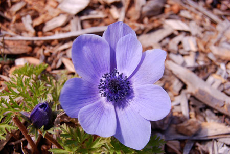 flower1.jpg