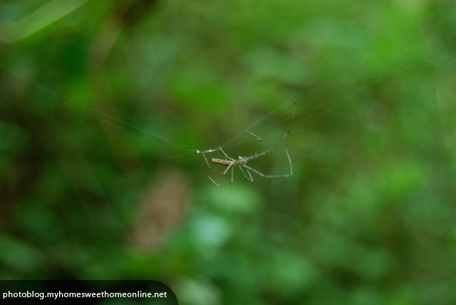 spider