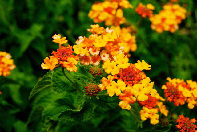 orange flower