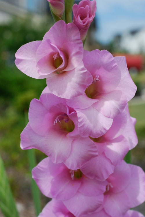 glads