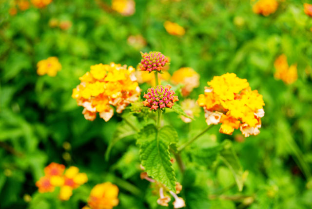 unknown-flower