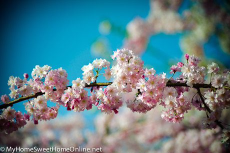 Post image for Springtime in Image and Verse Today at (In)Courage
